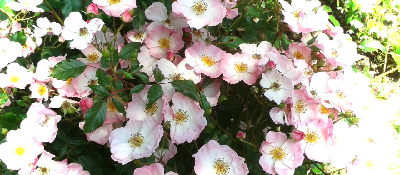 Quantum Healing Hypnosis - The Space reveals the beauty